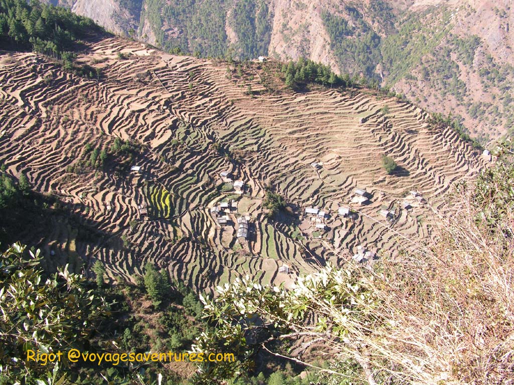 terrasses de l'agriculture Népalaise